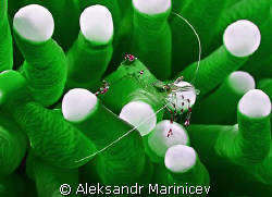 Anemone partner shrimp  by Aleksandr Marinicev 